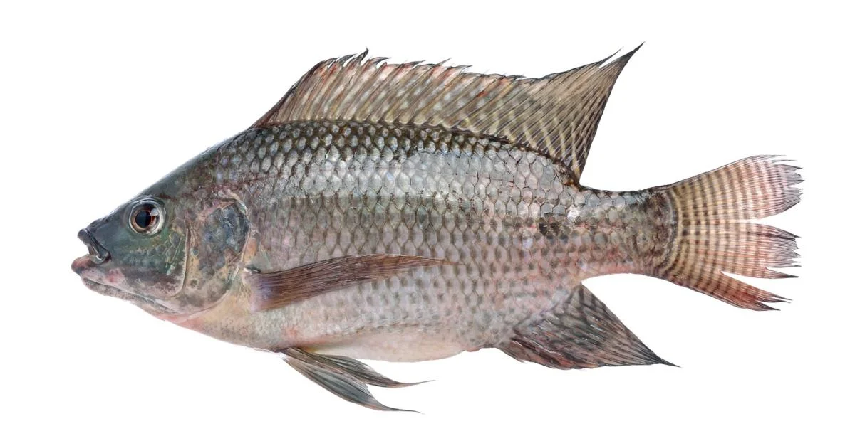 Carton moyen tilapia